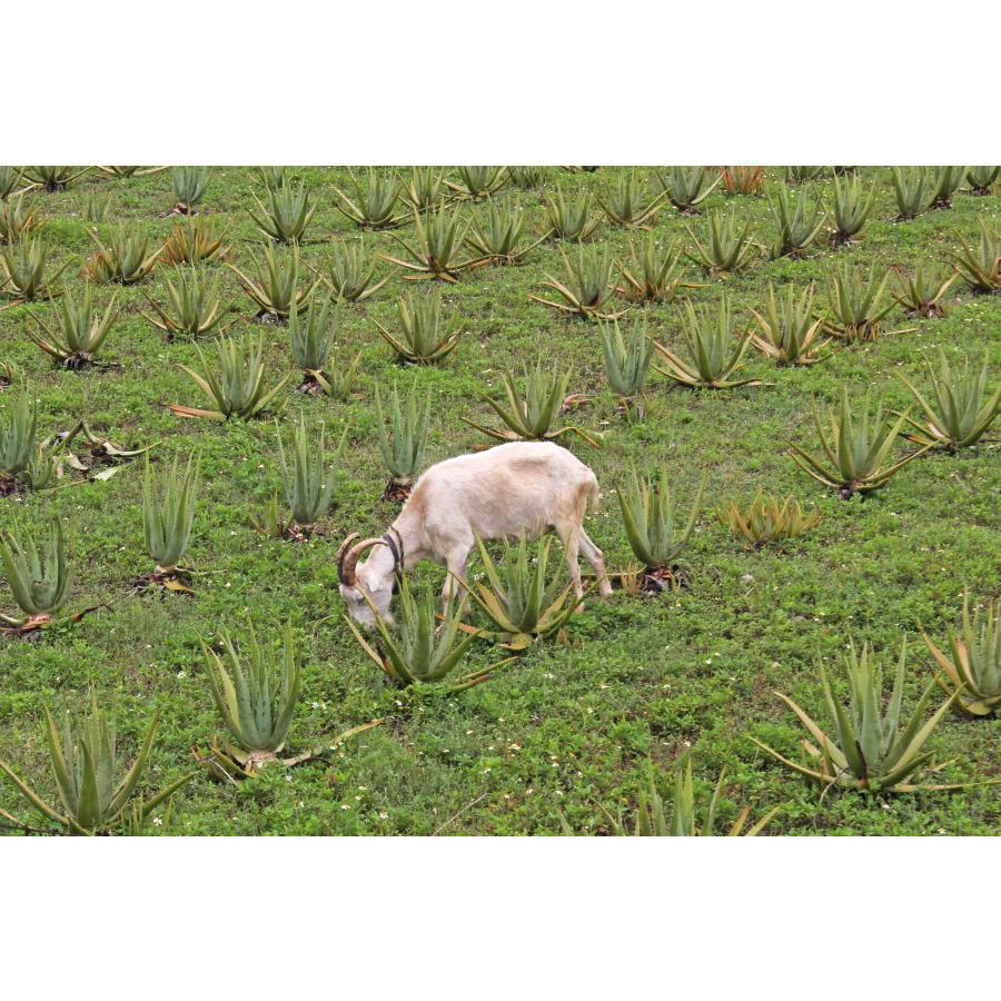 沖縄宮古島産アロエベラジュース1,000ml/あろえべらジュース宮古