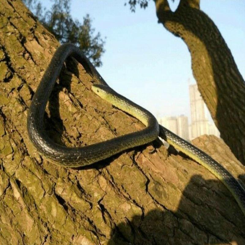 偽の現実的 ヘビ リアルなリアル怖い ゴムのおもちゃ いたずら パーティー ジョーク 玩具 友達 ドッキリ ハロウィーン 送料無料 付与