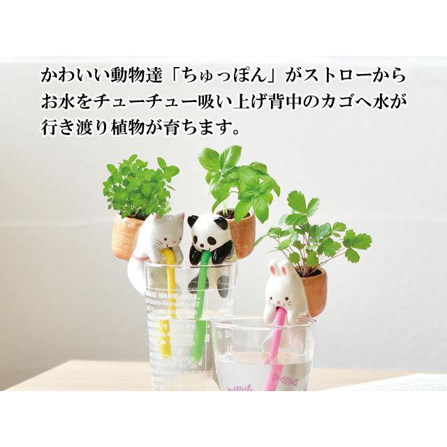栽培キット Chuppon ちゅっぽん 即納 栽培セット 植物 動物 グリーン ハーブ 野菜 ワイルドストロベリー バジル ミント インテリア 置物 Sst001 癒しグッズ専門店 なごみ 通販 Yahoo ショッピング