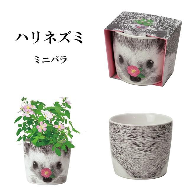 【tomato9900】植物人形セット 栽培キット ハナ ＆ アニマルズ 栽培セット ハーブ ワイルド