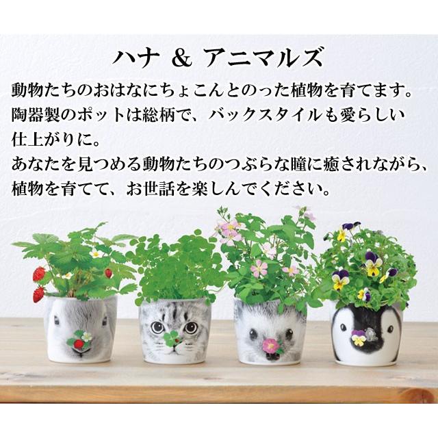 【tomato9900】植物人形セット 栽培キット ハナ ＆ アニマルズ 栽培セット ハーブ ワイルド