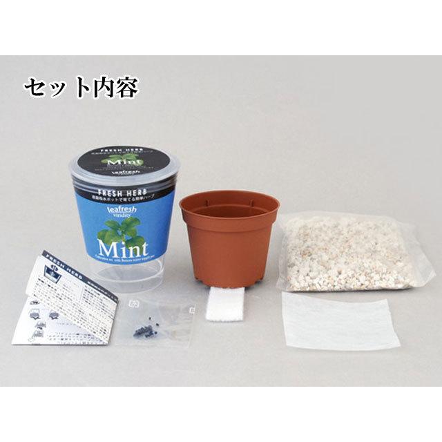 栽培キット Fresh Herb フレッシュハーブ 栽培セット 植物 グリーン ハーブ 野菜 ミント イタリアンパセリ バジル かわいい