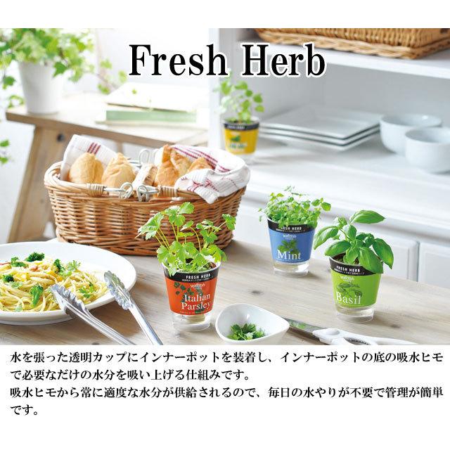 栽培キット Fresh Herb フレッシュハーブ 栽培セット 植物 グリーン ハーブ 野菜 ミント イタリアンパセリ バジル かわいい
