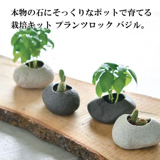 栽培キット Plants Rock Basil プランツロック バジル 即納 栽培セット 植物 グリーン ハーブ 石 インテリア かわいい オシャレ 置物 グッズ Sst072 癒しグッズ専門店 なごみ 通販 Yahoo ショッピング