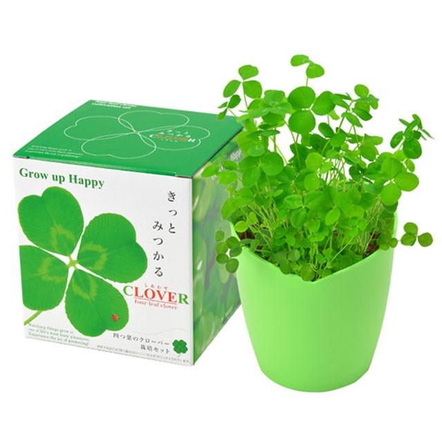 栽培セット きっとみつかる 四つ葉のクローバー 栽培キット 四つ葉 クローバー 栽培 植物 かわいい プレゼント グリーン インテリア 置物 グッズ Sst104 癒しグッズ専門店 なごみ 通販 Yahoo ショッピング