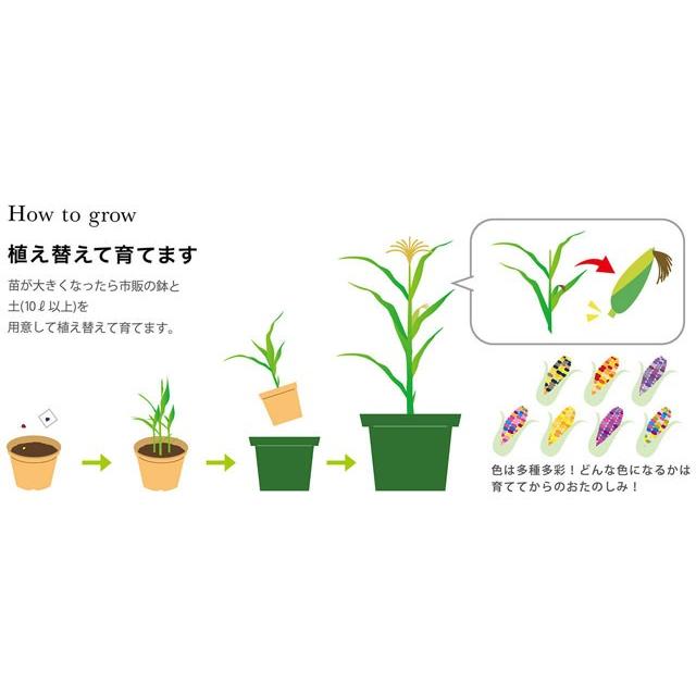 栽培キット Rainbow Corn レインボーコーン栽培セット 即納 栽培セット 植物 トウモロコシ とうもろこし コーン レインボー 虹 色 野菜 インテリア 置物 Sst1 癒しグッズ専門店 なごみ 通販 Yahoo ショッピング