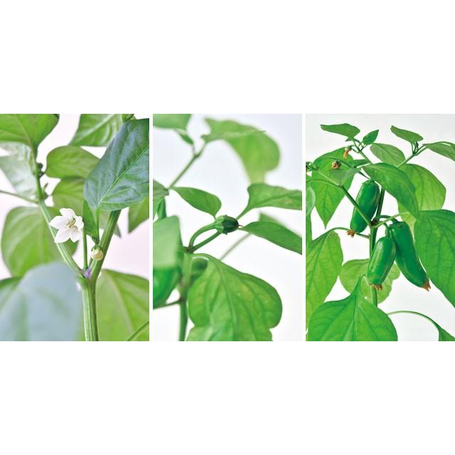 栽培キット Paprika パプリカ 栽培セット 栽培 セット キット 種 野菜 かわいい おしゃれ ギフト グリーン インテリア 置物 グッズ Sst5 癒しグッズ専門店 なごみ 通販 Yahoo ショッピング