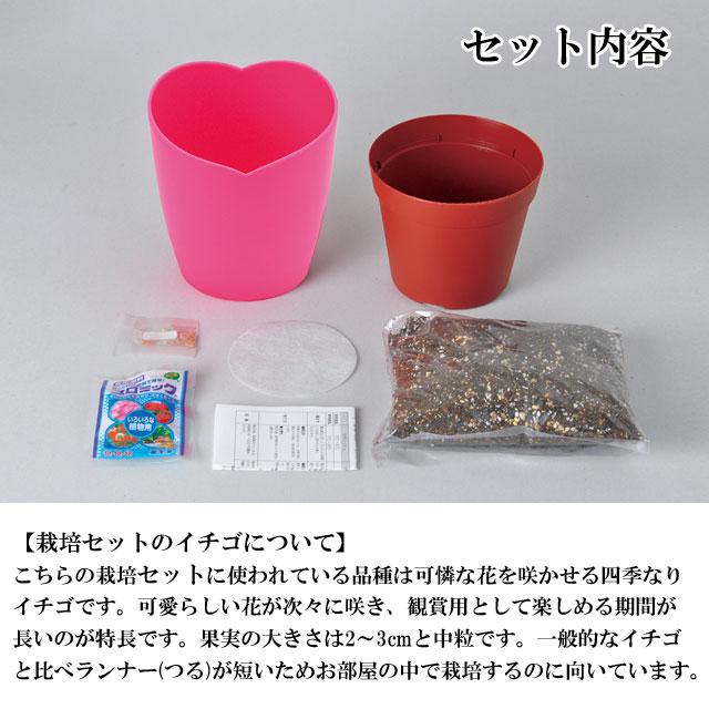 栽培セット 摘みたていちご Strawberry 栽培キット ストロベリー