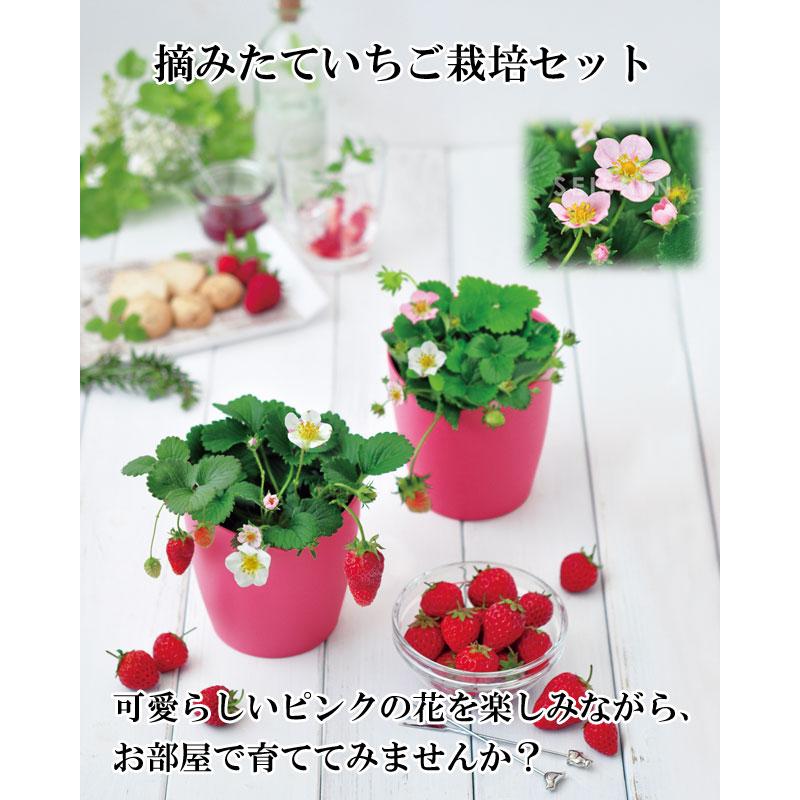 栽培セット 摘みたていちご Strawberry 栽培キット ストロベリー