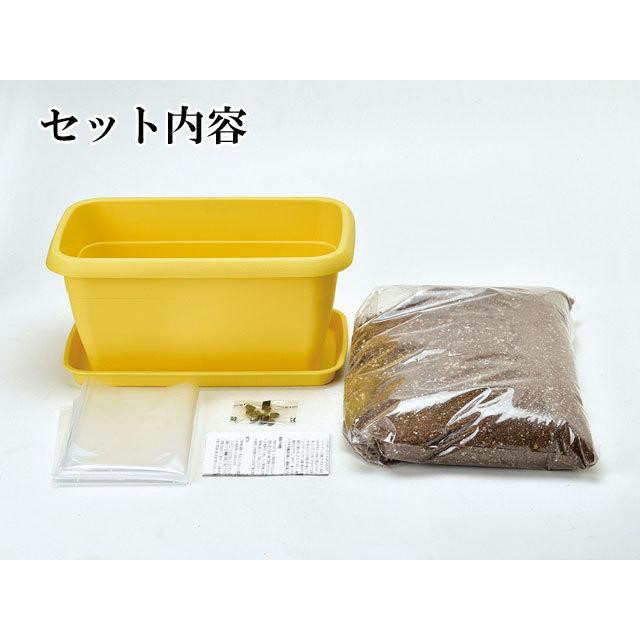 新商品 栽培キット エンジョイプランター ベジ フラワー エダマメ ミニトマト ミニヒマワリ コスモス ビオラ 栽培セット 種 野菜 かわいい おしゃれ ギフト インテリア Aynaelda Com