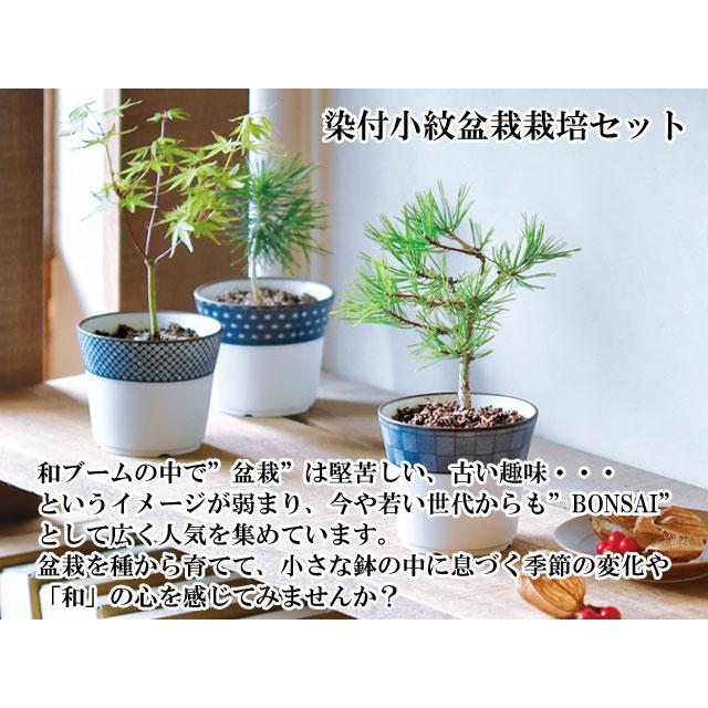 栽培キット 染付小紋盆栽栽培セット 盆栽 ミニ盆栽 黒松 くろ 栽培キット 染付小紋盆栽栽培セット 盆栽 ミニ盆栽 黒松 くろ