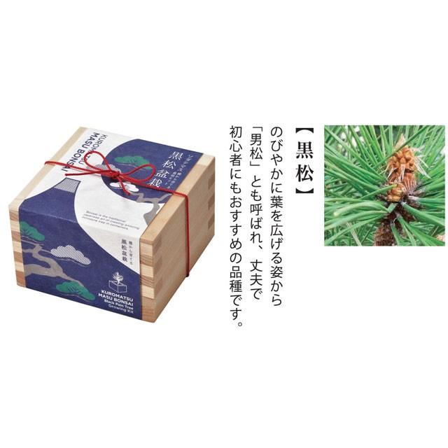 栽培キット ソダテマス 盆栽 栽培セット 即納 盆栽 キット ミニ 鉢 黒松 くろまつ 桜 さくら 紅葉 もみじ 植物 グリーン インテリア 置物 グッズ Sst404 癒しグッズ専門店 なごみ 通販 Yahoo ショッピング