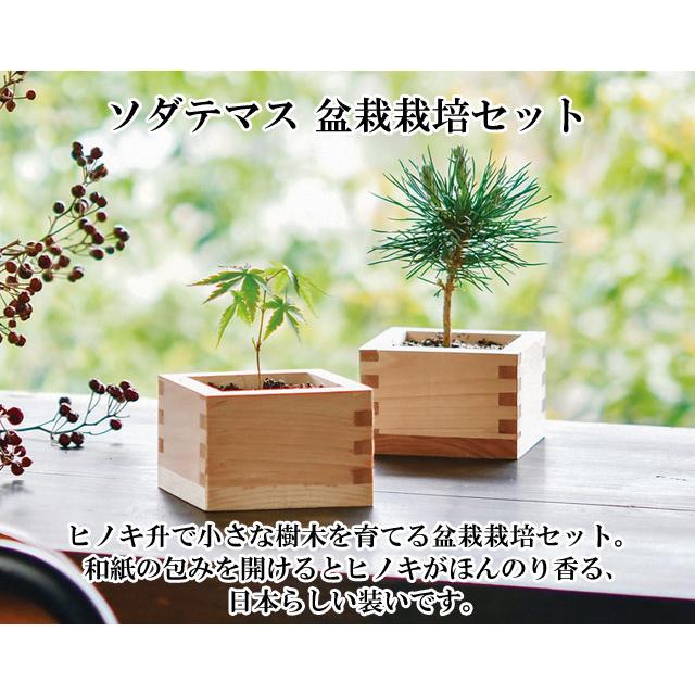 盆栽 『黒松』 インテリア 観葉植物 園芸 ガーデニング 送料無料 b144 楽天市場】盆栽 栽培 セット 黒松の通販
