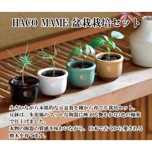 HACO MAME 盆栽 栽培セット 黒松 赤松 紅葉 五色とうがらし 栽培