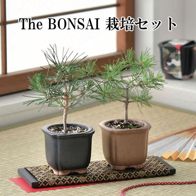 The BONSAI 栽培セット 黒松 赤松 栽培キット 栽培 セット The BONSAI 栽培セット 黒松 赤松 栽培キット 栽培 セット