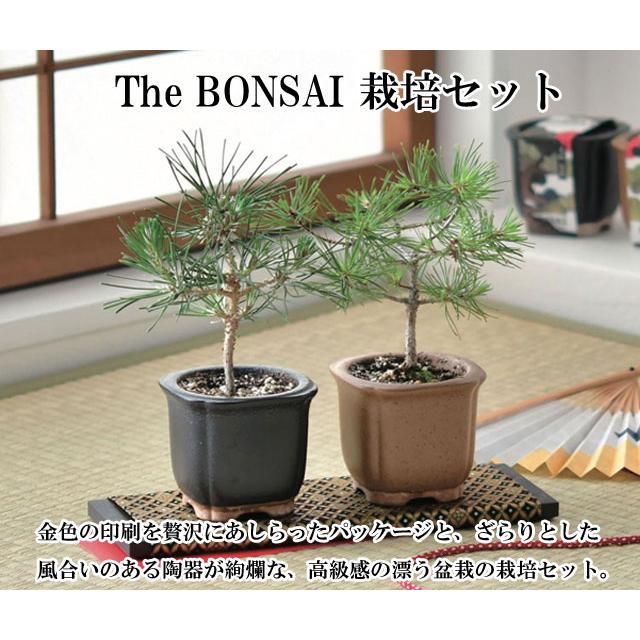 The BONSAI 栽培セット 黒松 赤松 栽培キット 栽培 セット The BONSAI 栽培セット 黒松 赤松 栽培キット 栽培 セット
