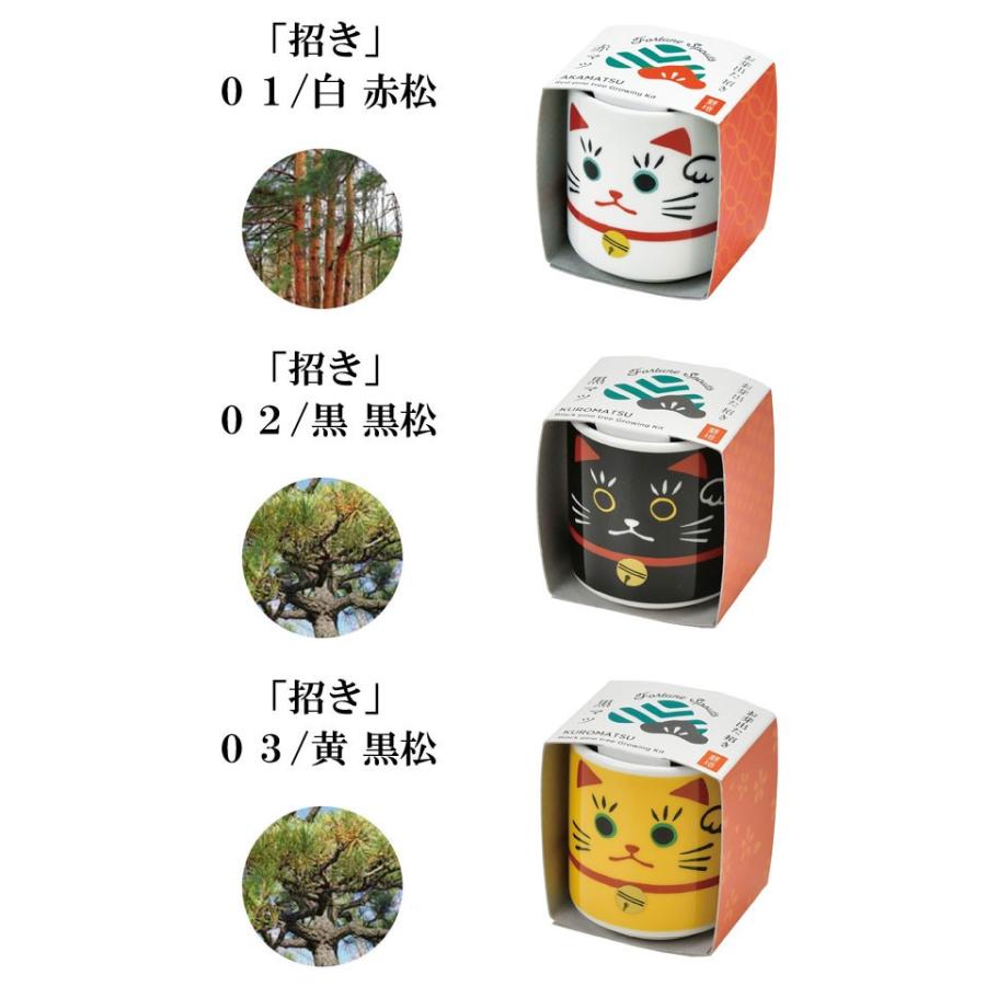 おまけ5種越え。ダウンロードソフト付きDSセット！ 栽培キット お芽でたおちょこ 招き 達磨 栽培 セット 白磁 赤松 黒松