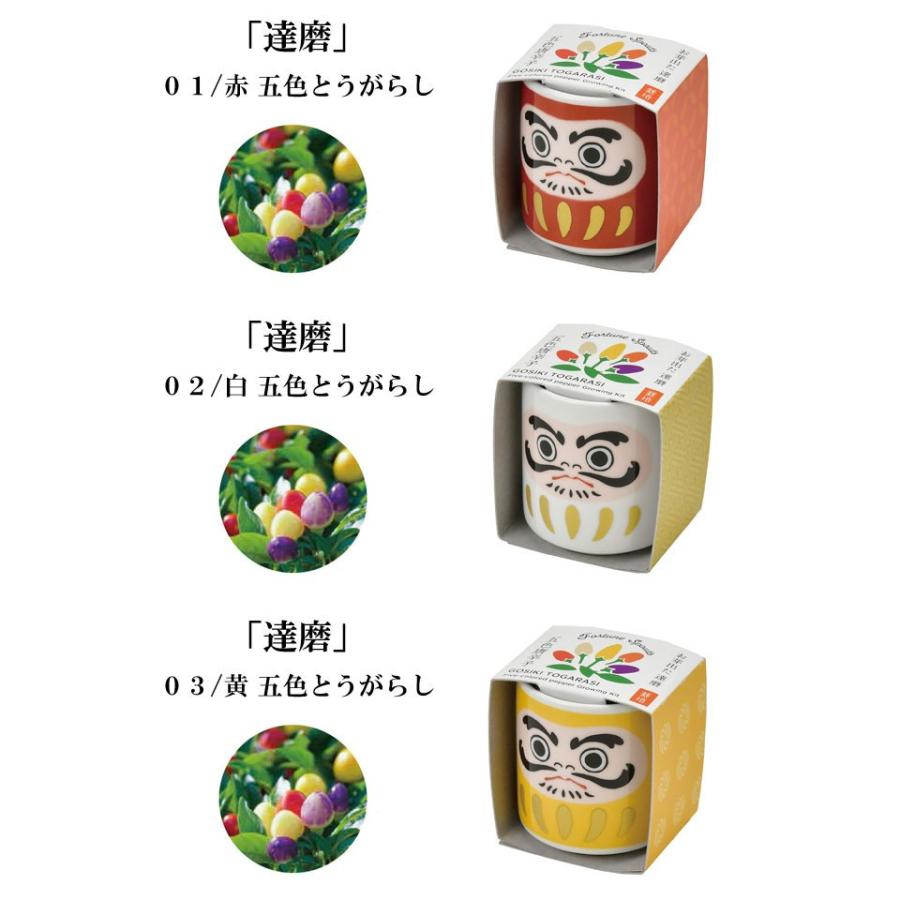 エコロインターナショナル D&D 3箱　おまけつき ラッピング×エコバッグ S（ゆきだるま［キノピオ］） ※Nintendo Switch