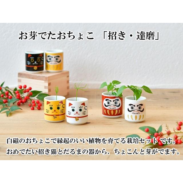 栽培キット お芽でたおちょこ 招き 達磨 栽培 セット 白磁 赤松 黒松