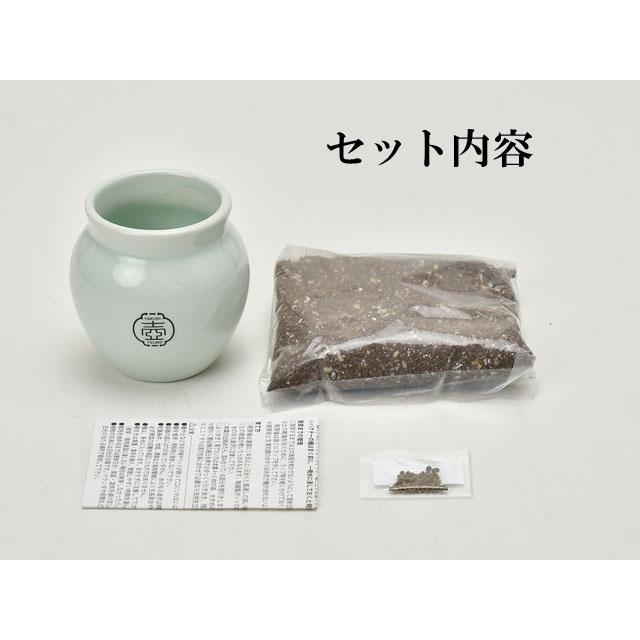 栽培キット TSUBO しそ 唐辛子 ねぎ 栽培セット 壺 種 野菜 とうがらし シソ トウガラシ ネギ かわいい おしゃれ ギフト グリーン インテリア 置物 グッズ｜753nagomi｜05