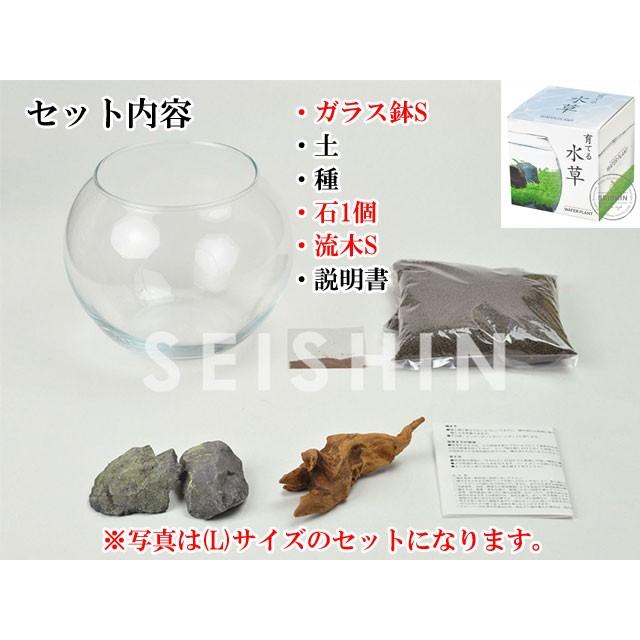 栽培キット 育てる水草(S) 栽培セット 水草 種 流木 植物 かわいい おしゃれ ギフト グリーン インテリア 置物 グッズ｜753nagomi｜02