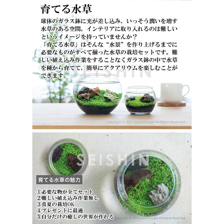 水草育成キット付属品一式 栽培キット 育てる水草(S) 栽培セット 水草 種 流木 植物