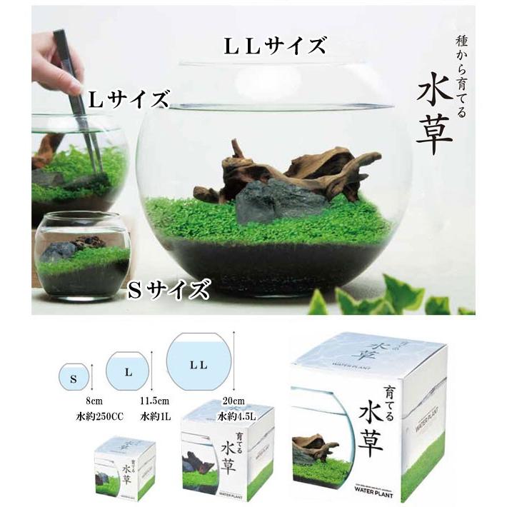 栽培キット 育てる水草(S) 栽培セット 水草 種 流木 植物 かわいい おしゃれ ギフト グリーン インテリア 置物 グッズ｜753nagomi｜06