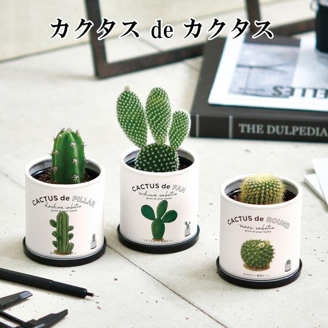 栽培キット カクタス de 丸サボテン 柱サボテン ウチワサボテン 栽培キット カクタス de 丸サボテン 柱サボテン ウチワサボテン