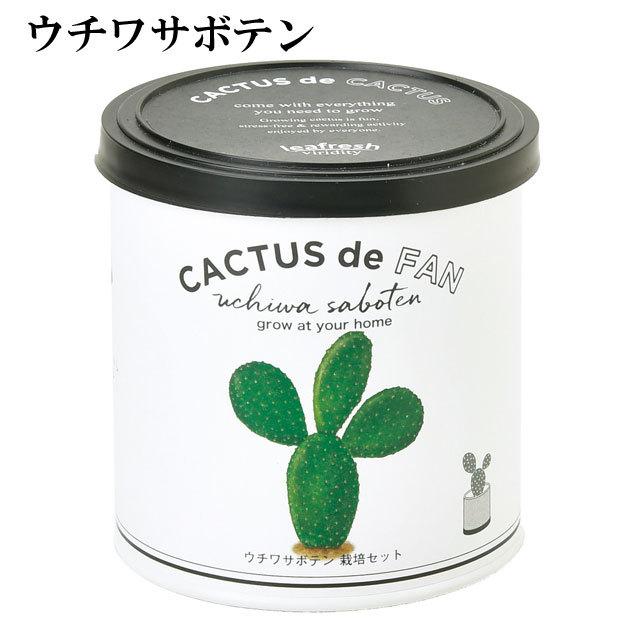 サボテン セット売り 全発根済み サボテンの通販 | GreenSnap STORE(グリーンスナップ ストア