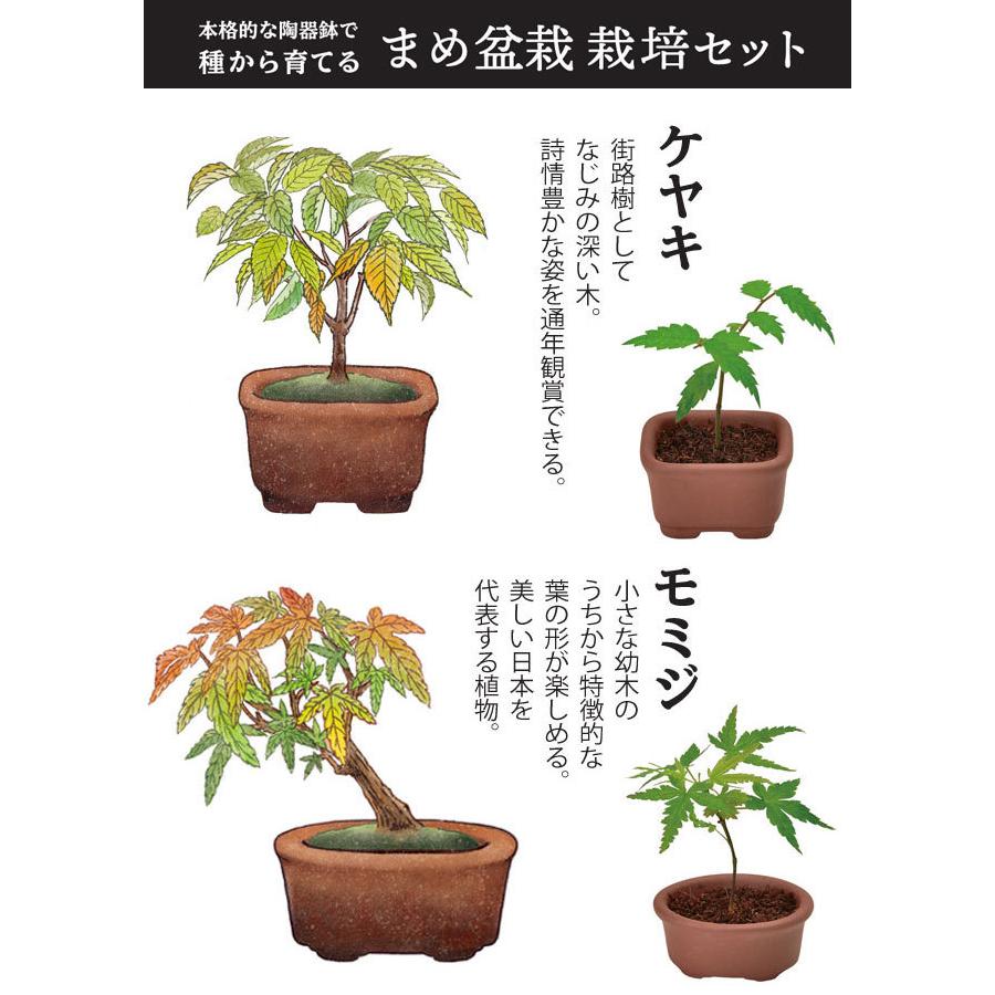 栽培キット 育てるカプセル まめ盆栽 栽培セット 盆栽 植物 グリーン ケヤキ モミジ 赤松 黒松 紅葉 もみじ 松 欅 かわいい おしゃれ ギフト インテリア｜753nagomi｜02