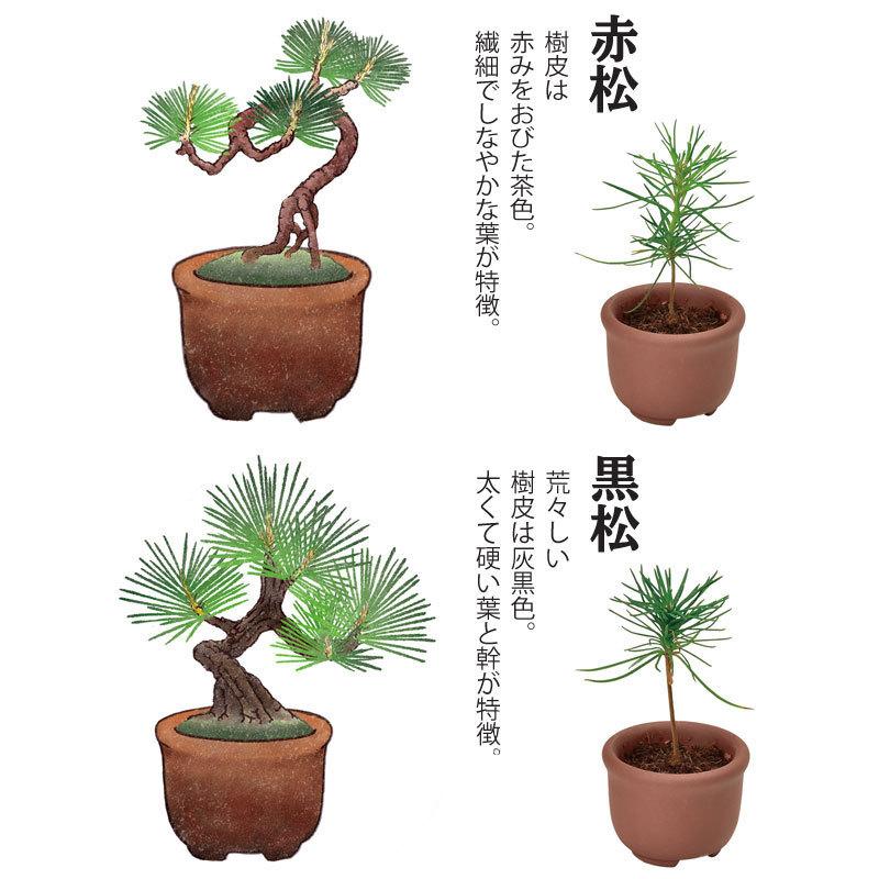 栽培キット 育てるカプセル まめ盆栽 栽培セット 盆栽 植物 グリーン ケヤキ モミジ 赤松 黒松 紅葉 もみじ 松 欅 かわいい おしゃれ ギフト インテリア｜753nagomi｜03