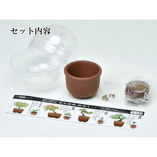 栽培キット 育てるカプセル まめ盆栽 栽培セット 盆栽 植物 グリーン ケヤキ モミジ 赤松 黒松 紅葉 もみじ 松 欅 かわいい おしゃれ ギフト インテリア｜753nagomi｜04