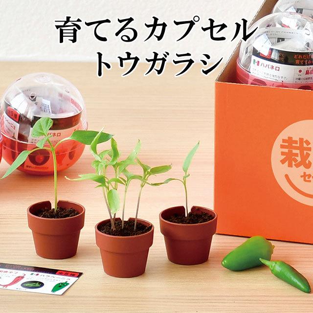 栽培キット Fresh イタリアンパセリ Herb フレッシュハーブ ハーブ 栽培セット 即納 ミント グリーン 植物 野菜