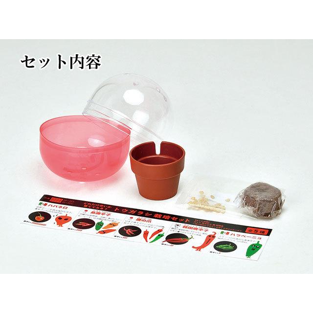 栽培キット 育てるカプセル トウガラシ 栽培セット 植物 グリーン ハバネロ 島唐辛子 鷹の爪 韓国唐辛子 ハラペーニョ 野菜 かわいい おしゃれ ギフト グリーン|753nagomi|03