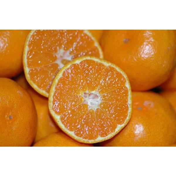 和歌山 有田産 丸船みかん 贈答用 S〜2Lサイズ 3kg 15〜40個入 秀品 有田みかん |  | 01