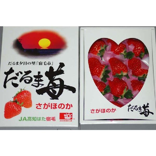 高知県産 だるま苺 大粒12粒〜15粒 化粧箱入 いちご イチゴ