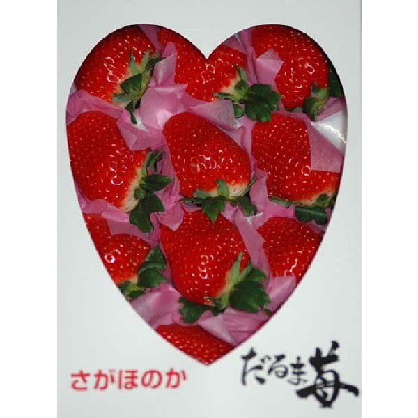 高知県産 だるま苺 大粒12粒〜15粒 化粧箱入 いちご イチゴ : はち