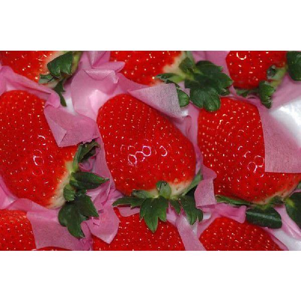 高知県産 だるま苺 大粒12粒〜15粒 化粧箱入 いちご イチゴ : はち