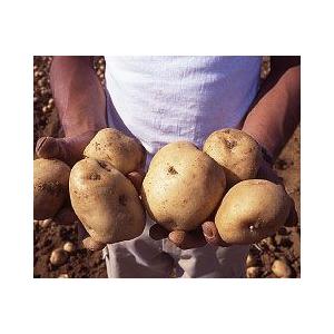 静岡産 三方原馬鈴薯 男爵 500g  2〜3個入 大玉秀品 L〜2Lサイズ じゃがいも ジャガイモ |  | 02