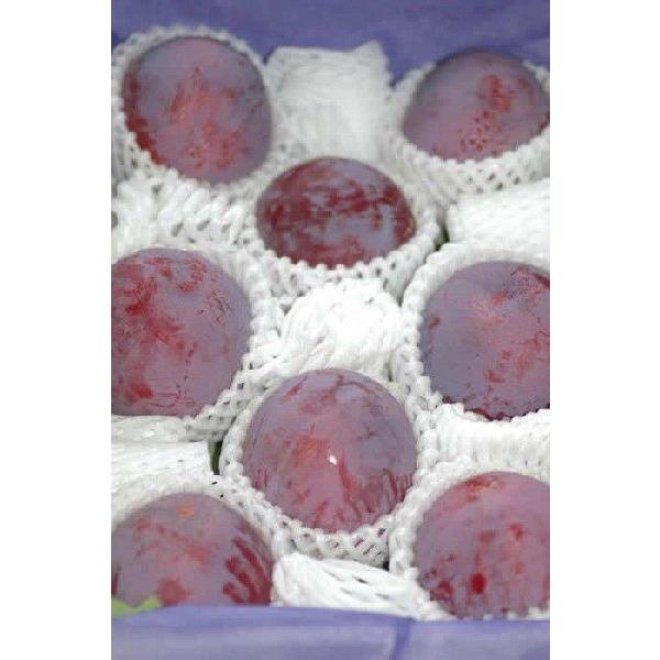 2026年7月分予約 プラムの最高級品 貴陽 約1.6kg6〜11玉化粧箱入 スモモ プラム きよう お中元 * ふるさと納税 ではありません | 