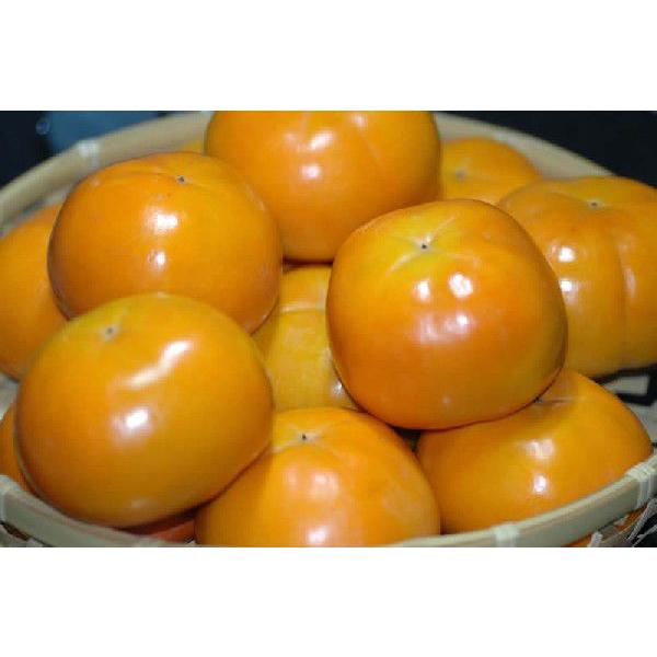 2026年11月分予約 富有柿 贈答用 秀品 約7.5kg M~3L 25~30個前後入 ギフト 和歌山か奈良産 * ふるさと納税 ではありません_2