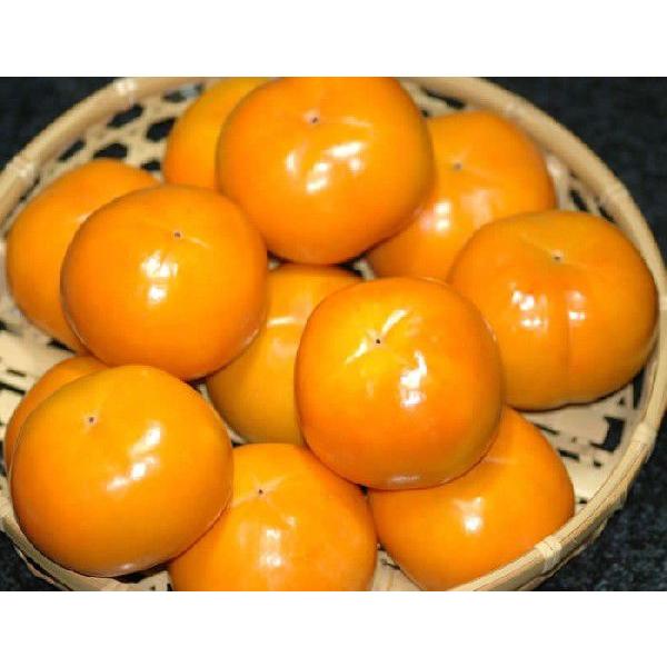 2026年11月分予約 富有柿 贈答用 秀品 約7.5kg M~L 30個前後入 ギフト 和歌山か奈良産 * ふるさと納税 ではありません_1