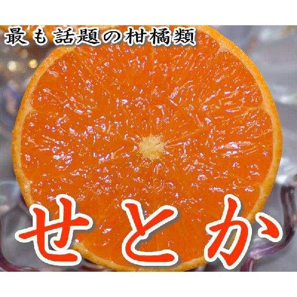 せとか 約1.2kg 4~12個入 バラ詰め みかん ミカン 蜜柑 * ふるさと納税 ではありません