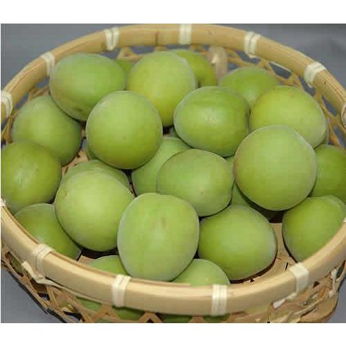 2026年5月分予約 和歌山 古城梅 梅酒用 2Lサイズ 5kg 贈答用 青梅 生梅 * ふるさと納税 ではありません |  | 01