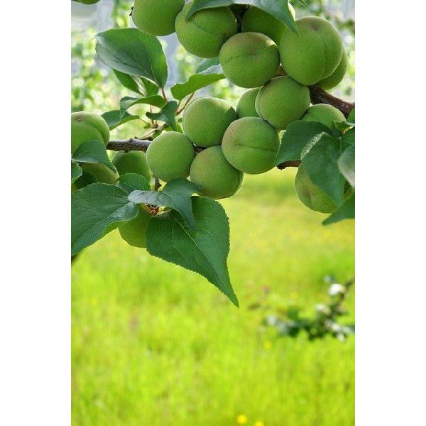 2026年5月分予約 和歌山 古城梅 梅酒用 Lサイズ 10kg 贈答用 青梅 生梅 * ふるさと納税 ではありません |  | 02