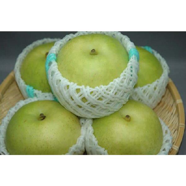 2026年9月分予約 二十世紀梨 約10キロ 大玉24〜28個入 ご家庭用 訳あり  規格外品  梨 20世紀梨 20世紀 二十世紀 和梨 * ふるさと納税 ではありません |  | 01