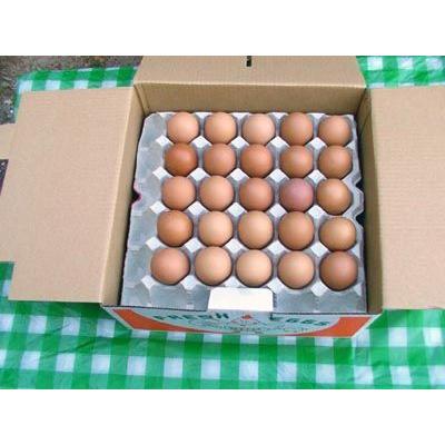 【100円OFFクーポン対象】送料無料 産地直送 愛媛 参鍋養鶏場 『リッチ』有精卵 50個入 送料込 セール 10P18Jun16 |  | 02