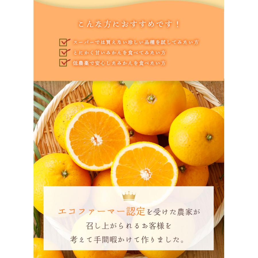 2026年3月分予約 糖度15度 訳あり 愛媛産 減農薬 かがやき 約10kg サイズ混合 清見 オレンジ サマー 星 タンゴール つのかがやき ( 津之輝 津の輝 )と別品種 み |  | 04