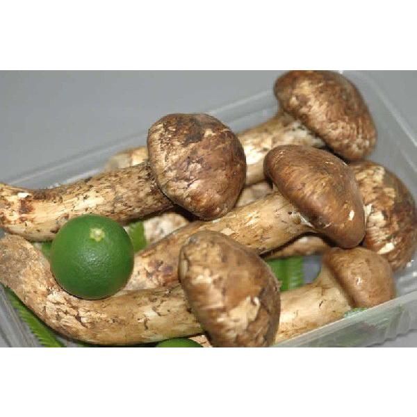 送料無料 中国産 まつたけ ひらき 約800g 10~16本程度 すだち付き