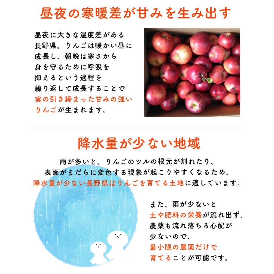 9月分予約 減農薬 長野 生食用 紅玉 りんご B品 約4~8kg小玉12~50個入
